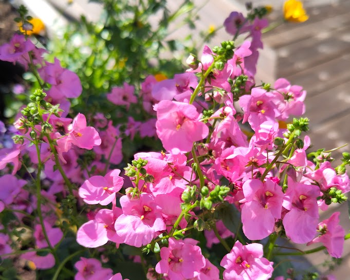 Diascia barberea Tvillingblomst rosa
