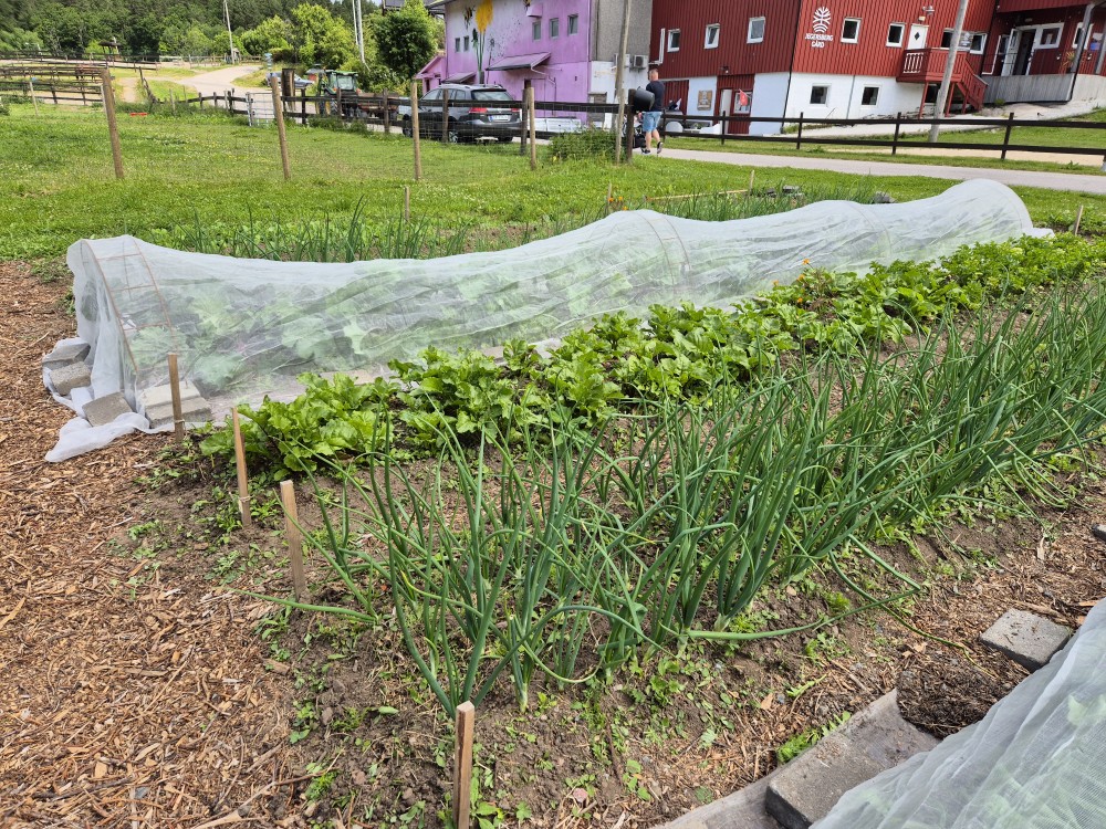 Grønnsaksbed med løk og beter på Jegersberg 24. juni 2025. Ugraset er kommet litt for langt.