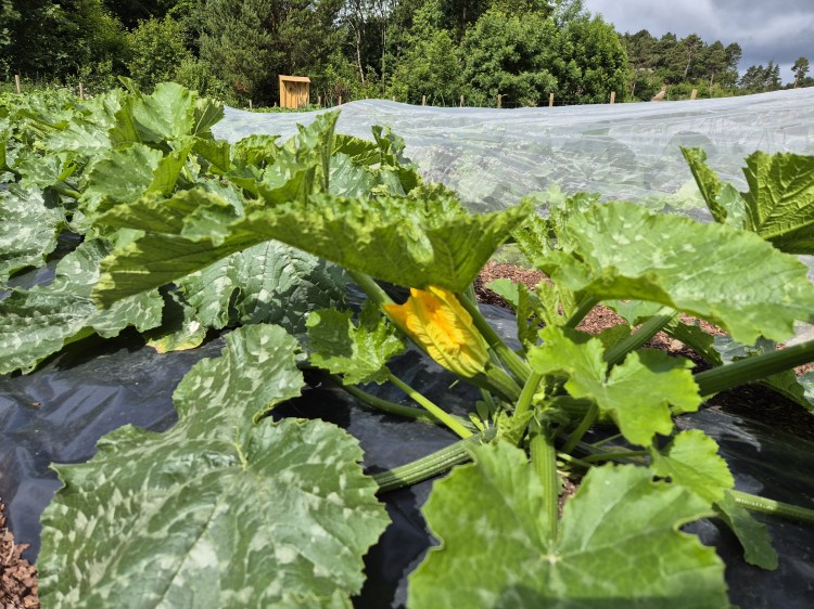 Squash i blomst 24. juni