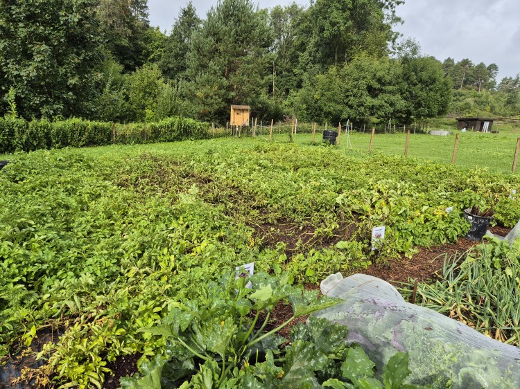 Potetåker med flere sorter. Spesielt en sort (Colomba) er mer angrepet av tørråte enn de andre.