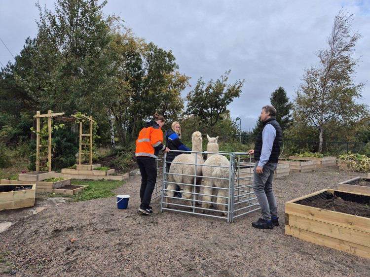 Besøk av to alpakkaer i skolehagen Haveflekken på Flekkrøy skole. To dyrpassere fra Jegersberg og rektor Tormod Lien.