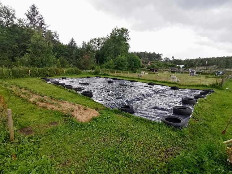 Areal blir brakka med svart plast. Prøvedyrking av potet med dekke av papp og hestemøkk.